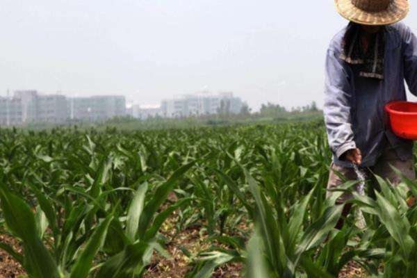 氮肥在土里一般几天挥发