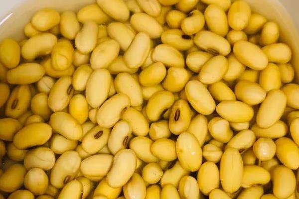 黄豆是氮肥还是钾肥