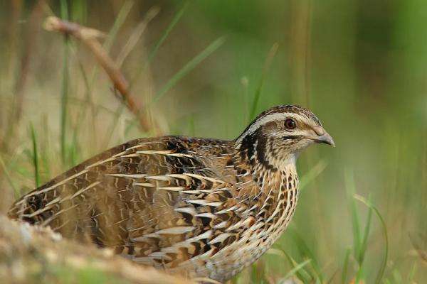 什么饲料可以让鹌鹑多下蛋