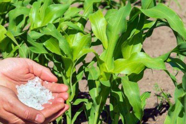 为什么要给植物施氮肥