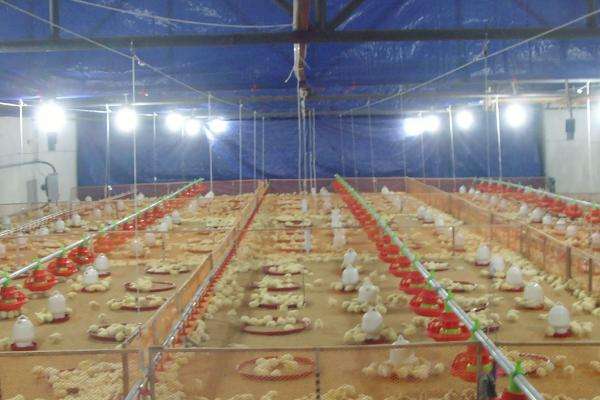 饲养雏鸡什么时候关灯