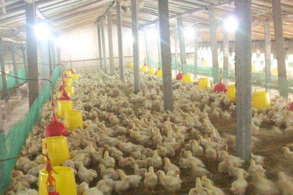 饲养雏鸡什么时候关灯