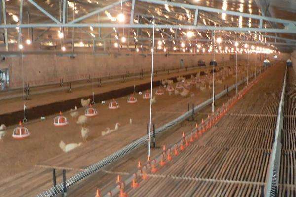 饲养雏鸡什么时候关灯