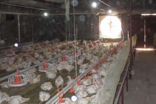 饲养雏鸡什么时候关灯