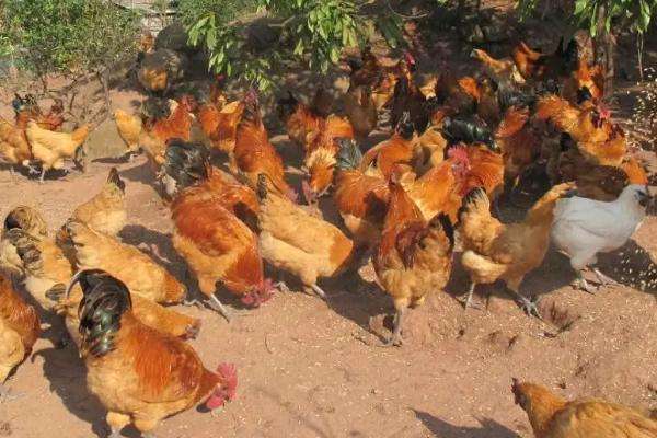 饲养雏鸡什么时候关灯