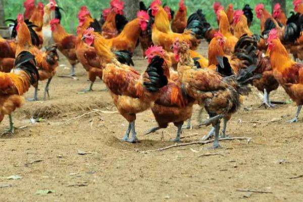 饲养雏鸡什么时候关灯