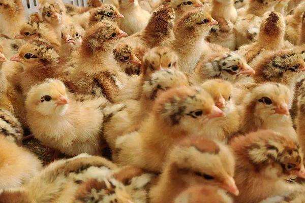 饲养雏鸡什么时候关灯