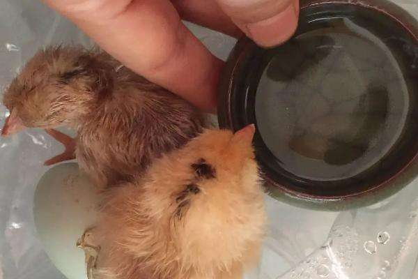 饲养雏鸡什么时候关灯