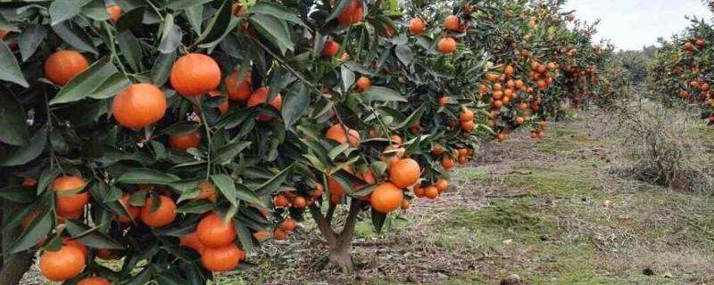 柑橘壮果肥什么时候下，用什么肥