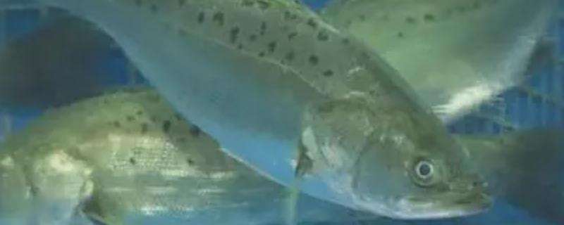 海鲈鱼和淡水鲈鱼的区别