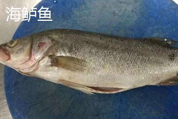 海鲈鱼和淡水鲈鱼的区别
