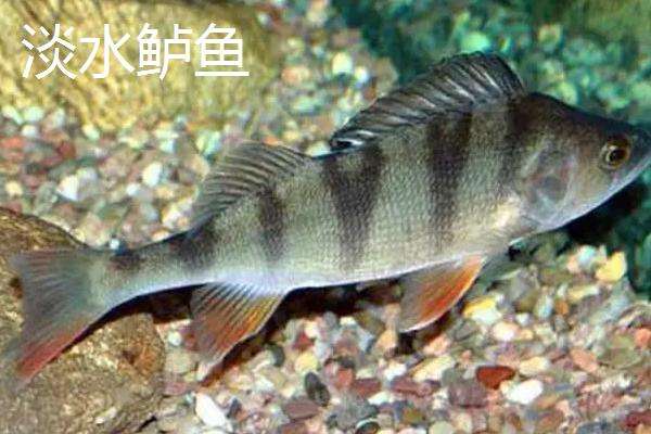 海鲈鱼和淡水鲈鱼的区别