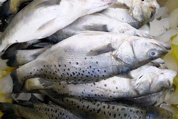 海鲈鱼和淡水鲈鱼的区别