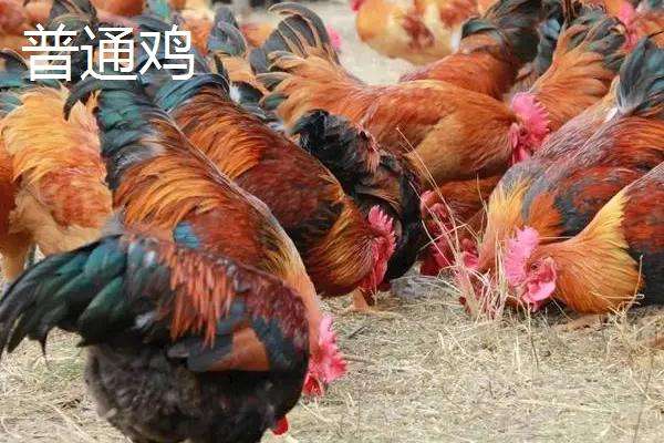 三黄鸡和普通鸡的区别是什么