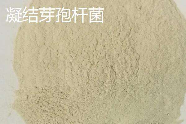 地衣芽孢杆菌对植物有什么作用