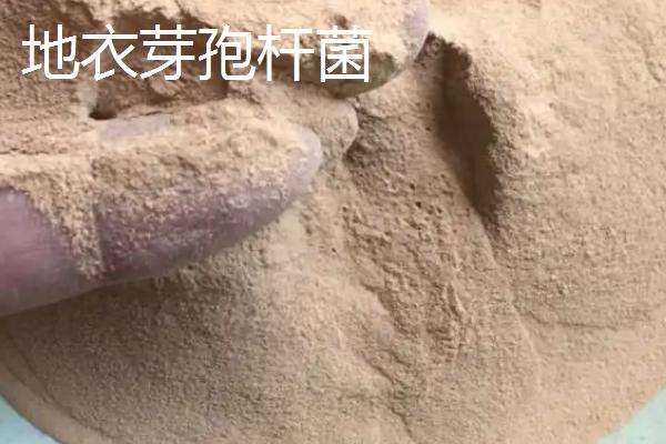 地衣芽孢杆菌对植物有什么作用