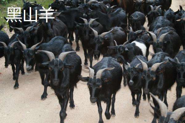 黑山羊简介