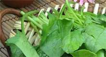 菠菜百科