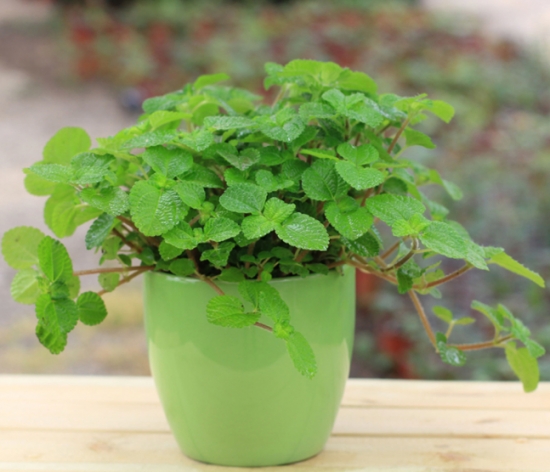 吸毒草是什么 吸毒草学名柠檬香蜂草也叫蜂香脂 蜜蜂花 农百科 吸毒草是什么 吸毒草学名柠檬香蜂草也叫蜂香脂 蜜蜂花 农百科