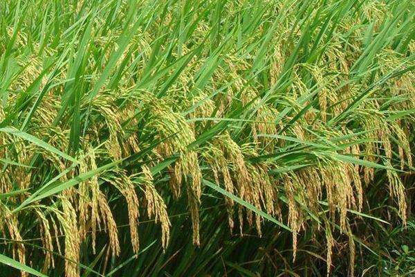 龙稻18水稻品种简介图片
