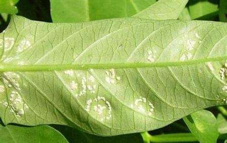 正蕹菜主要病害有猝倒病,灰霉病,白锈病,褐斑病等,主要虫害有菜青虫