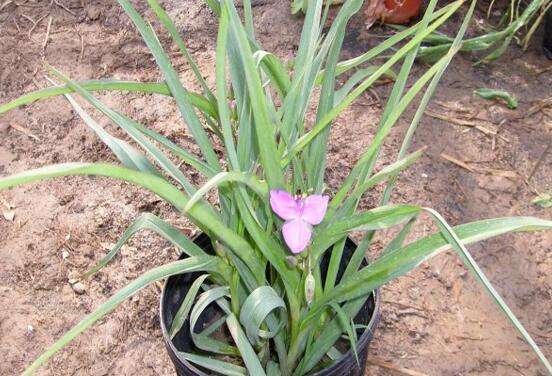 紫露草的养殖方法和注意事项,八个要点让其花繁叶茂