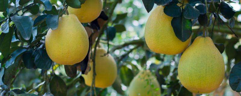 柚子的生长环境和气候条件，柚子有哪些品种