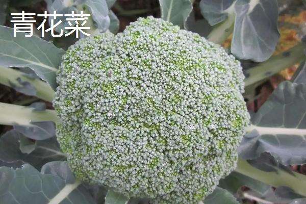 六七月份适合种植什么菜