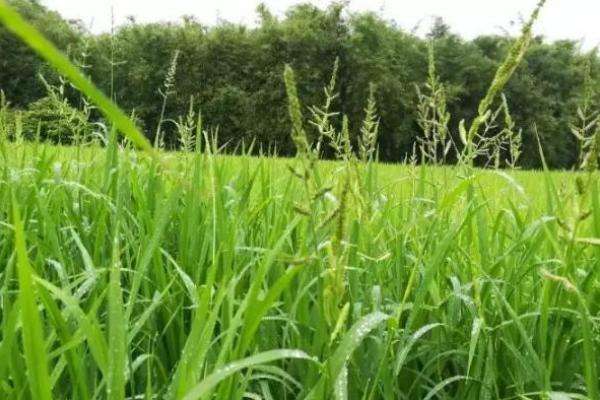 水稻与稗草的竞争关系