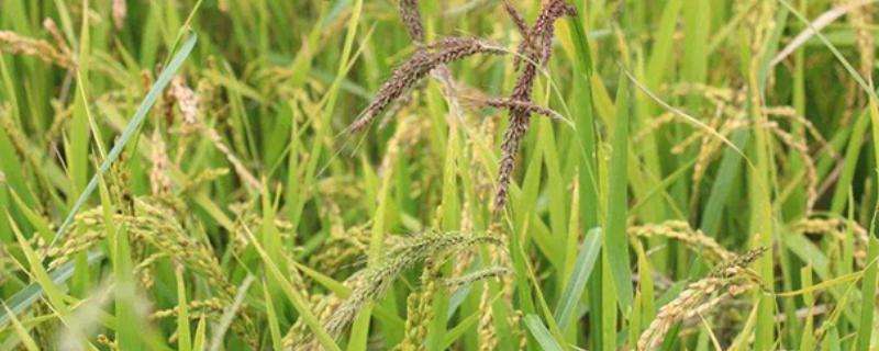 水稻与稗草的竞争关系
