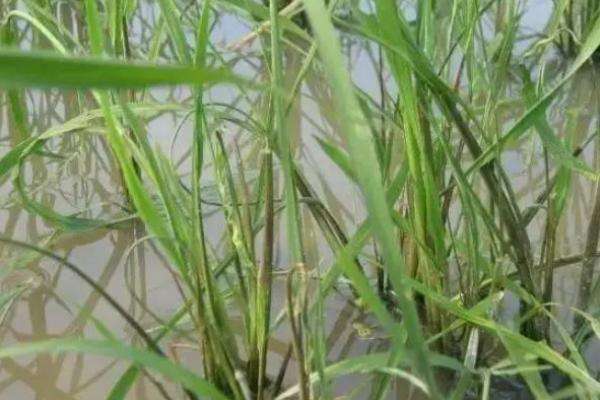 西草净低温时对水稻有药害吗
