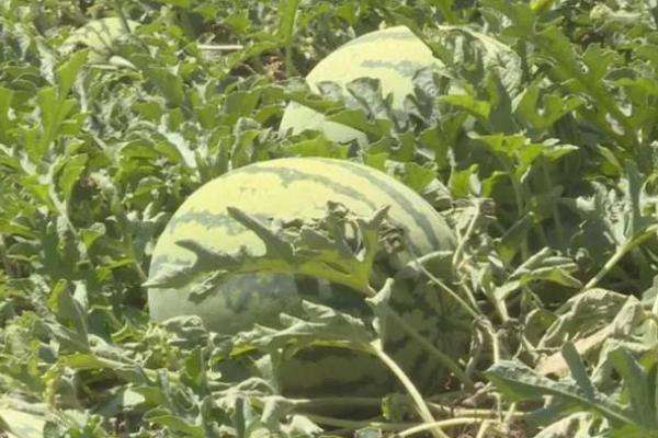 西瓜要施什么肥比较好