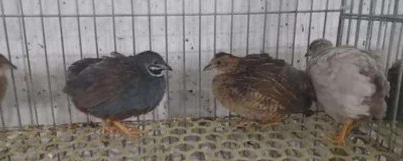 芦丁鸡会叫吗