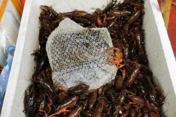 小龙虾清水养几天会死吗