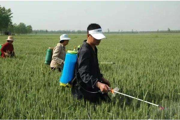 小麦除草剂什么时候打