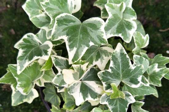 银边常春藤长势较快,种植时每年春季要给植株修剪枝条,这样可以让植株