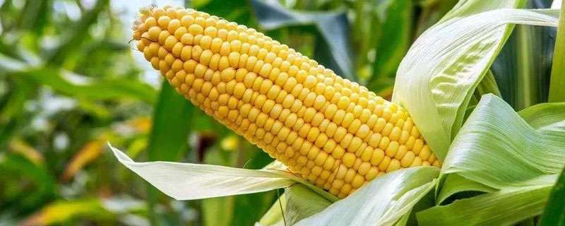 亩产2600斤玉米品种