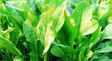 菠菜百科