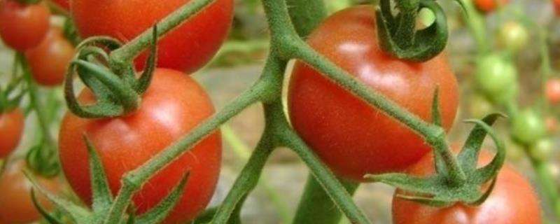 番茄各个时期施肥量详细表，快速膨大技术
