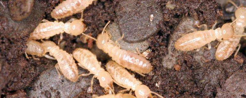白蚂蚁怎么消灭用什么药,附白蚂蚁的种类