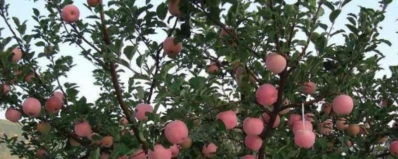苹果树上可以嫁接啥树
