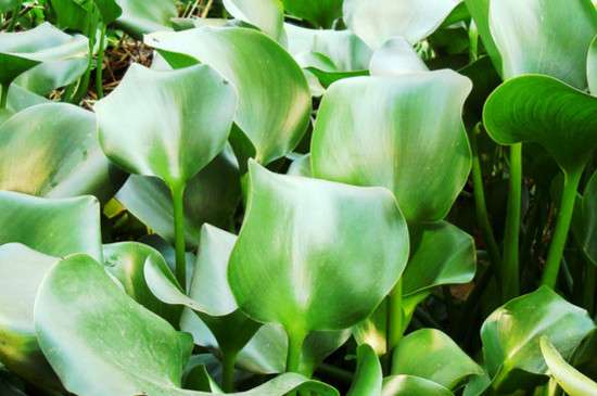 水葫芦叶子变黑是什么原因