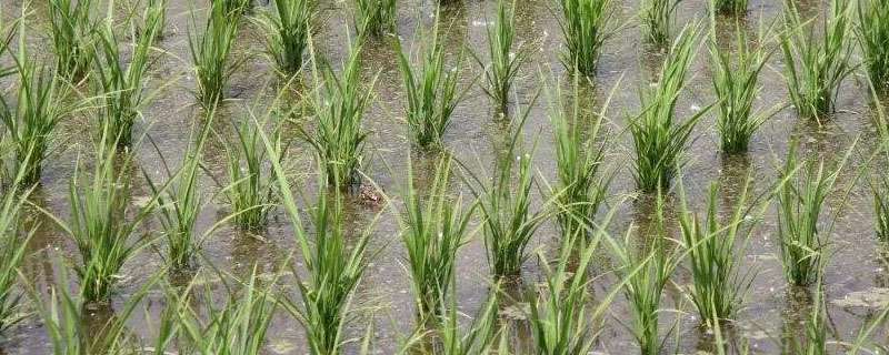 水稻白化苗图片图片