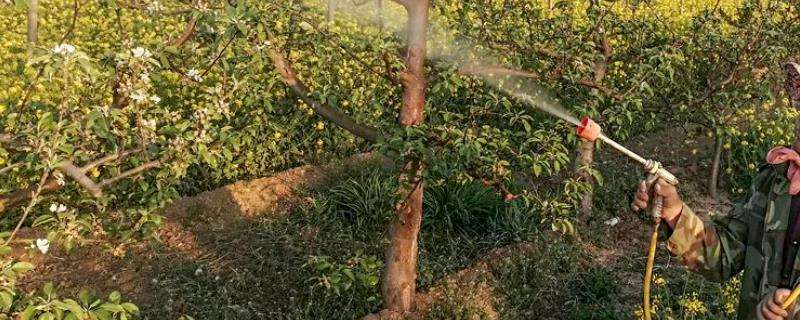 流体硼叶面肥的用量及使用,流体硼叶面肥在玉米什么时候用