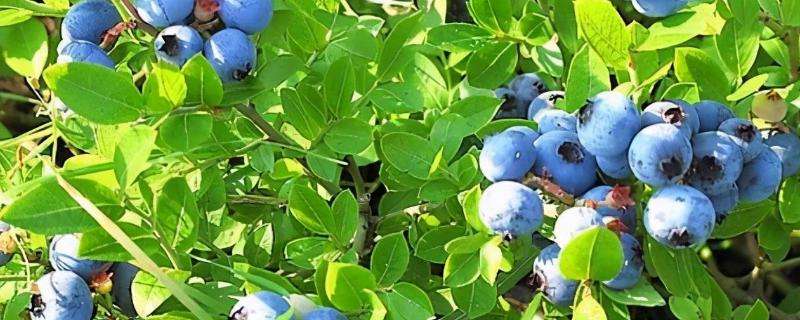蓝莓施肥管理技术，附种植方法