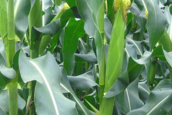 mc278玉米种详细说明-农百科