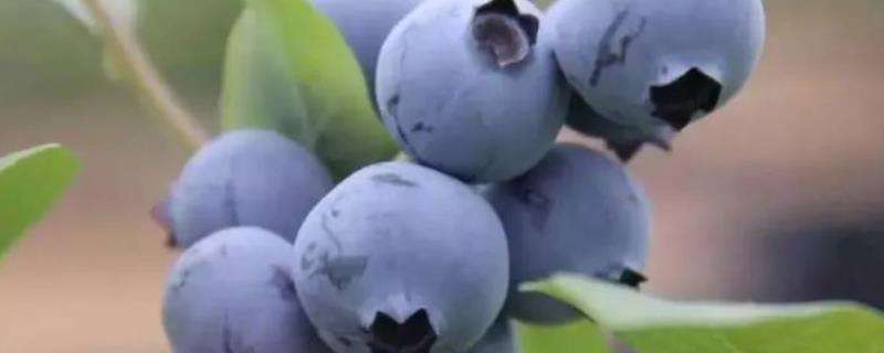基本农田可以种蓝莓吗，蓝莓如何清洗