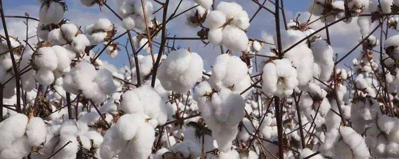 棉花怎么做成棉被