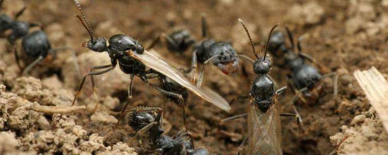 蚂蚁是怎么繁殖的，蚂蚁属于昆虫吗