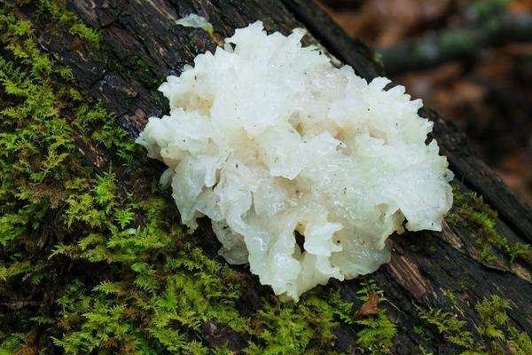 十,笔状子实体竹荪子实体笔状,菌顶部有钟状菌盖,盖下有白色的网状部